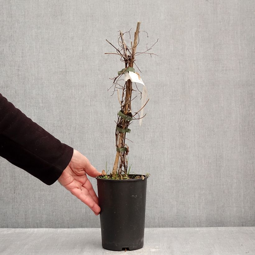 Spécimen de Clématite - Clematis Red Passion Pot de 2L/3L tel que livré en hiver