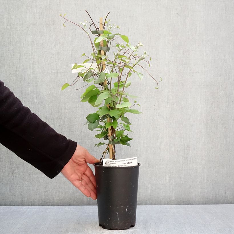 Spécimen de Clématite - Clematis Red Passion Pot de 2L/3L tel que livré au printemps
