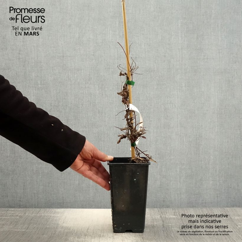 Spécimen de Clématite - Clematis Rosamunde  Pot de 1,5L/2L tel que livré au printemps