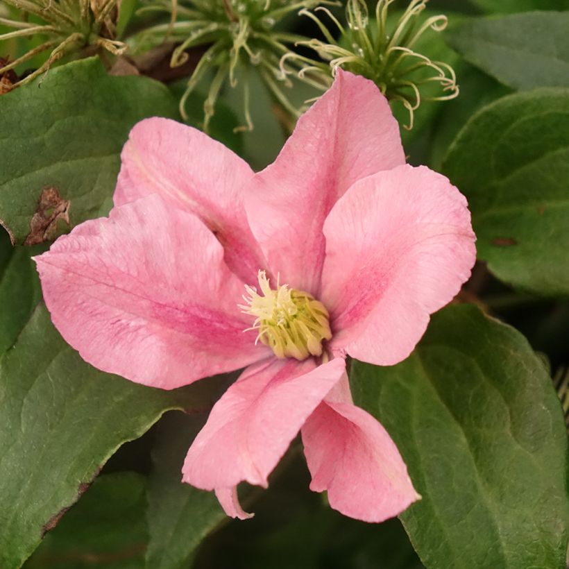 Clématite - Clematis Rosamunde  (Floraison)