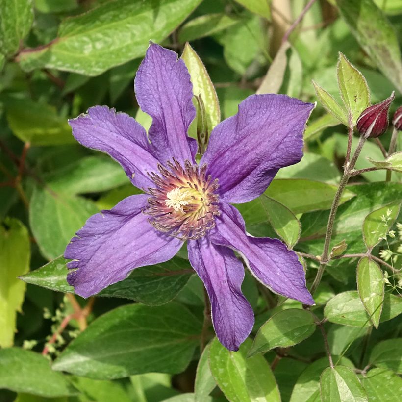 Clématite - Clematis Saphyra Indigo (Floraison)