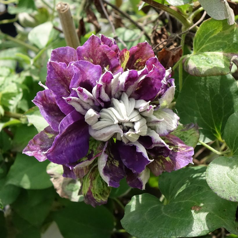 Clématite - Clematis Shin-Shigyoku (Floraison)