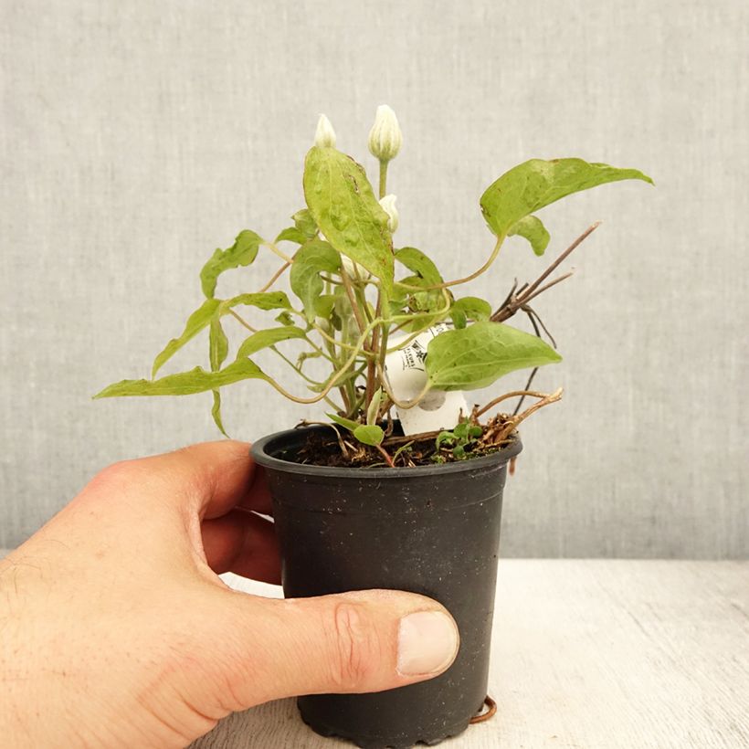 Spécimen de Clématite - Clematis Snow Queen Godet de 8/9 cm tel que livré au printemps