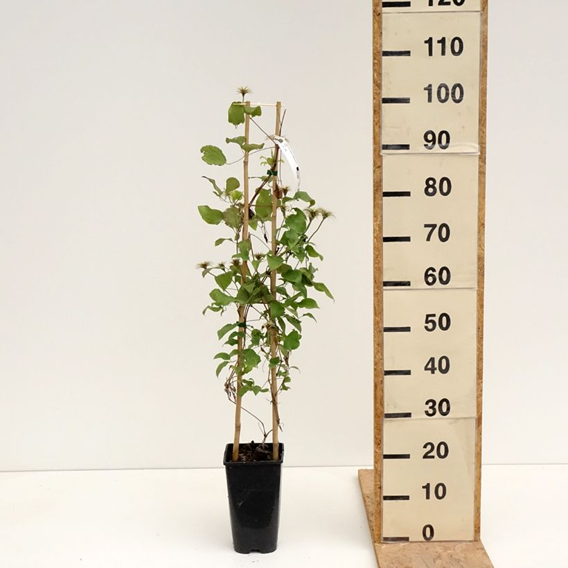 Spécimen de Clématite - Clematis Solidarnosc Pot de 2L/3L tel que livré au printemps