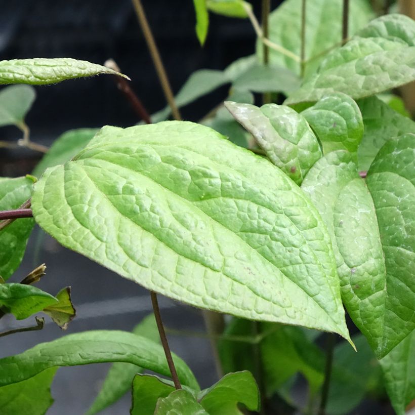 Clématite - Clematis Star of Pakistan (Feuillage)