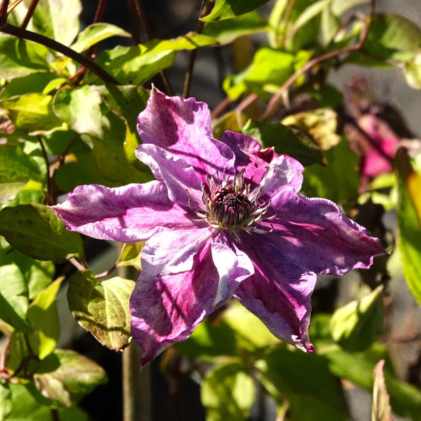 Clématite - Clematis Super Cute (Floraison)
