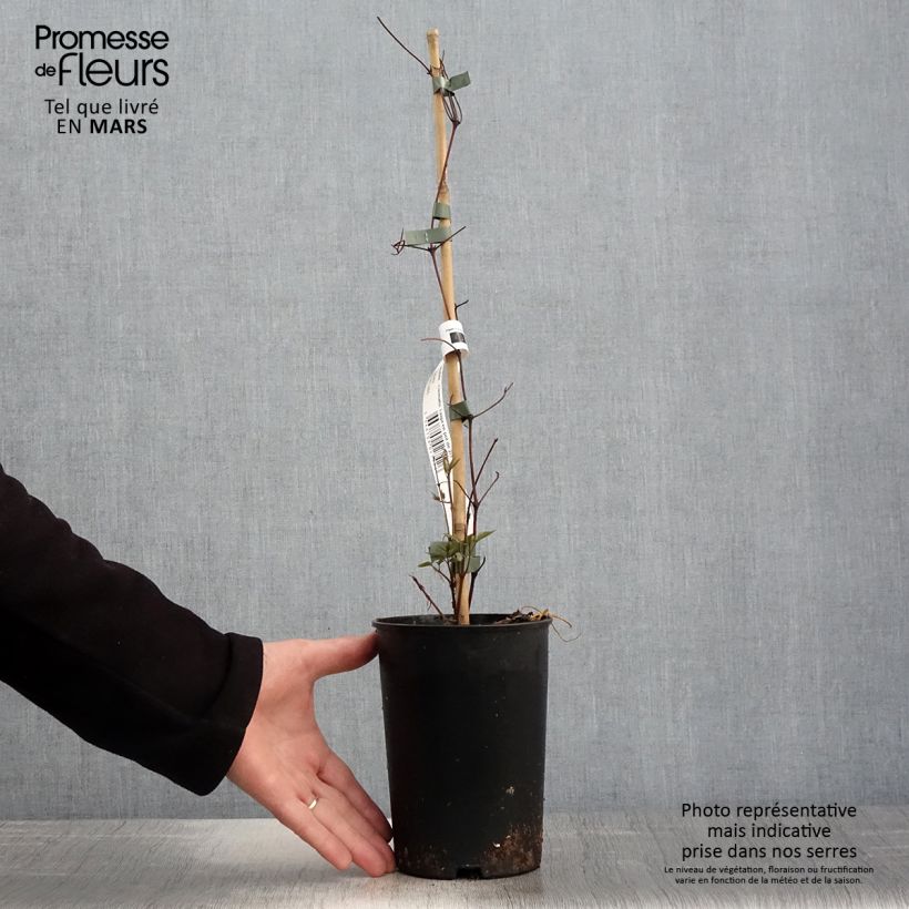 Example of Clématite - Clematis Taiga  Pot de 1,5L/2L as you get in printemps