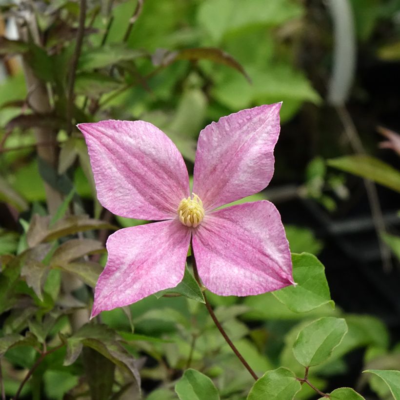 Clématite - Clematis tangutica Grace (Flowering)
