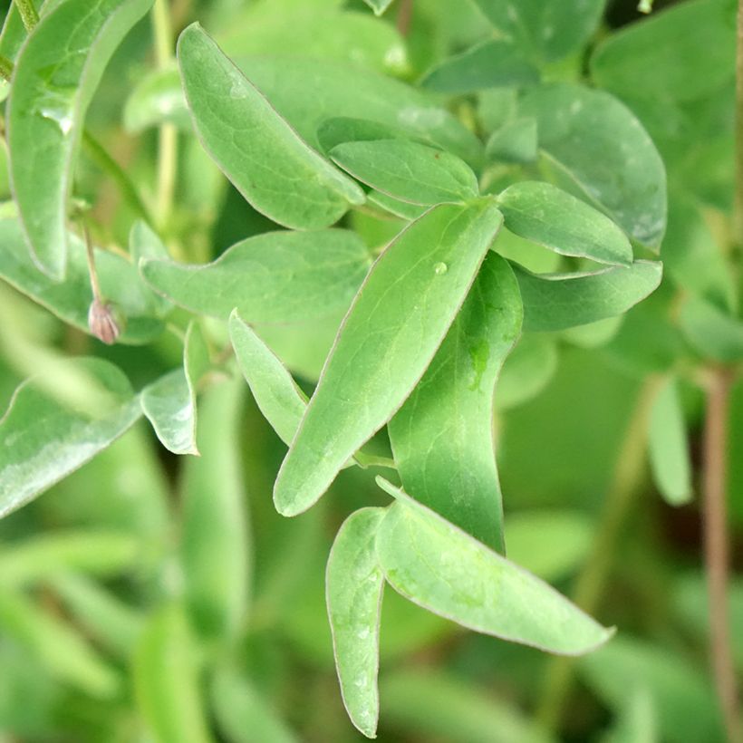 Clématite - Clematis tangutica My Angel (Feuillage)