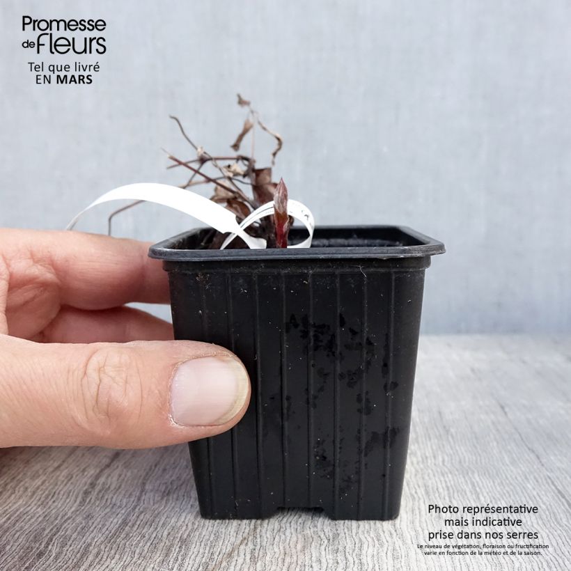 Spécimen de Clématite - Clematis The President Godet de 8/9 cm tel que livré au printemps