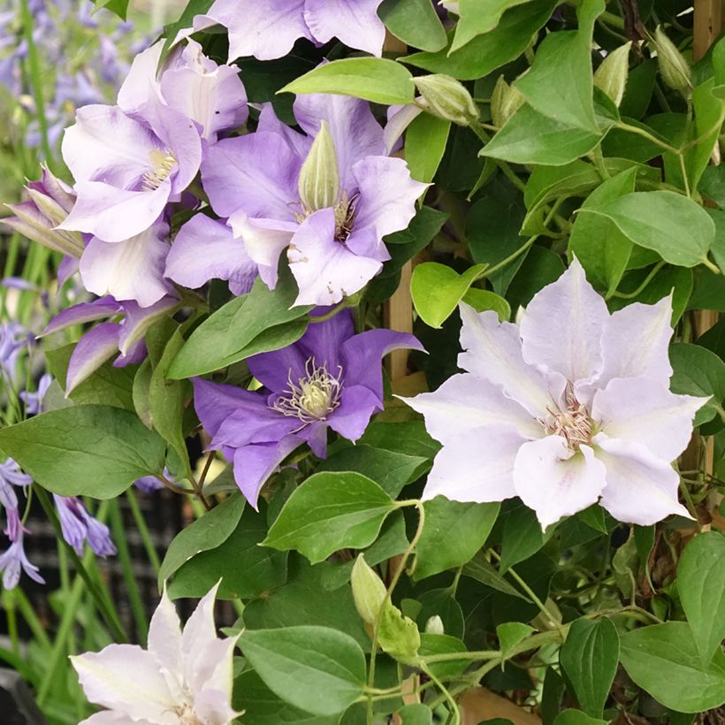 Clématite - Clematis Three Sisters trio bleu (Floraison)