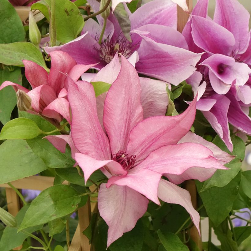 Clématite - Clematis Three Sisters trio rose (Floraison)