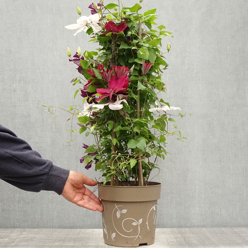 Spécimen de Clématite - Clematis Three Sisters trio rouge Pot de 6L/7L tel que livré au printemps
