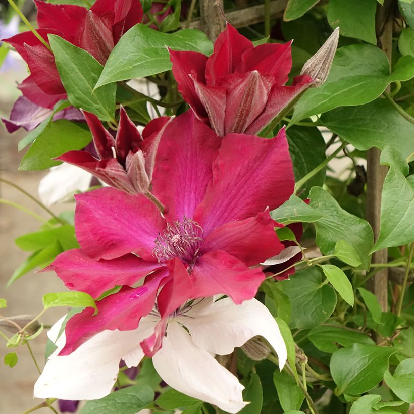 Clématite - Clematis Three Sisters trio rouge (Floraison)