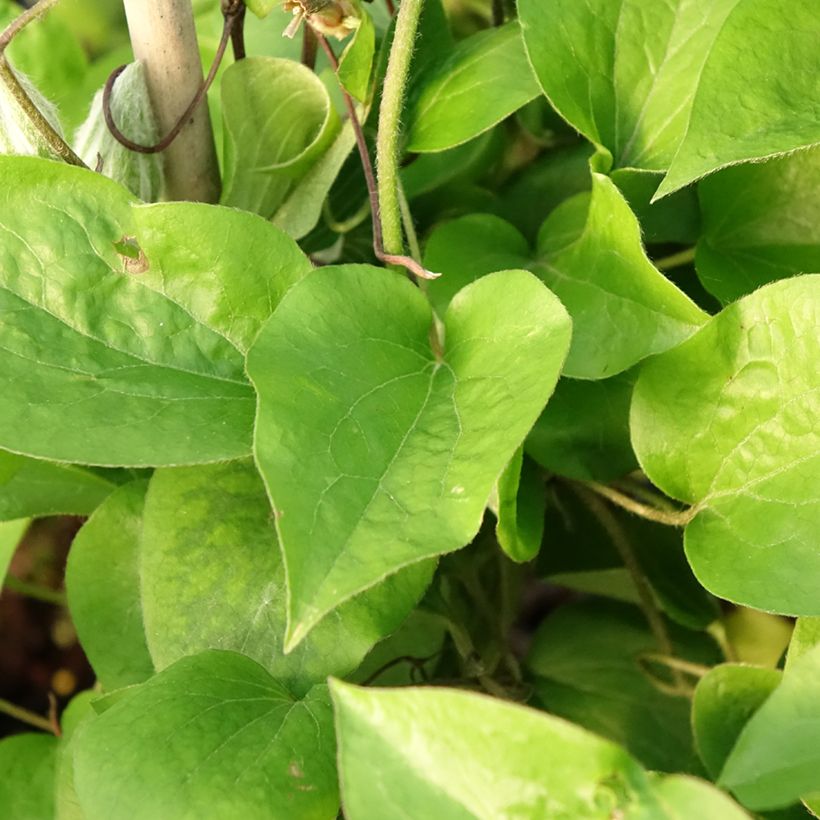 Clématite - Clematis Thyrislund (Feuillage)