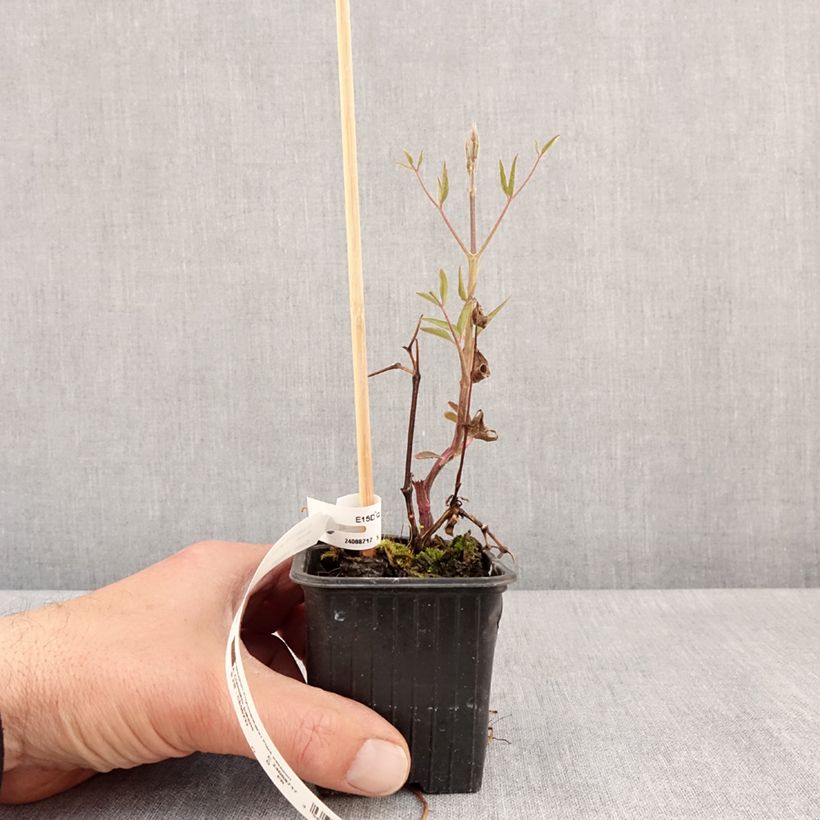 Example of Clématite - Clematis Ville de Lyon  Godet de 8/9 cm as you get in printemps