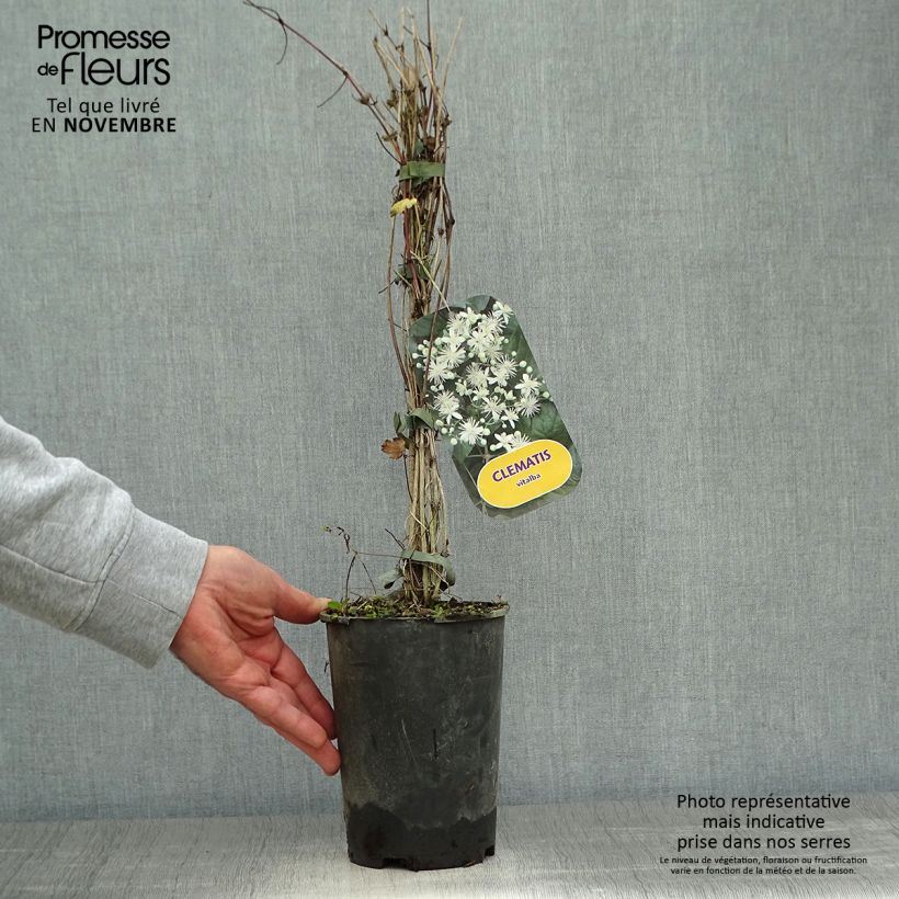 Spécimen de Clématite - Clematis vitalba Pot de 2L/3L tel que livré en automne