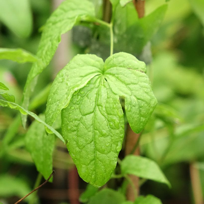 Clématite - Clematis viticella Abundance (Feuillage)