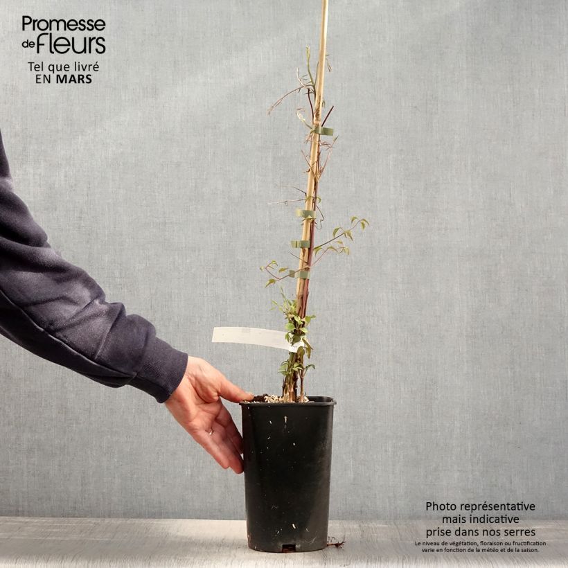 Example of Clématite - Clematis viticella Aotearoa Pot de 2L/3L as you get in printemps
