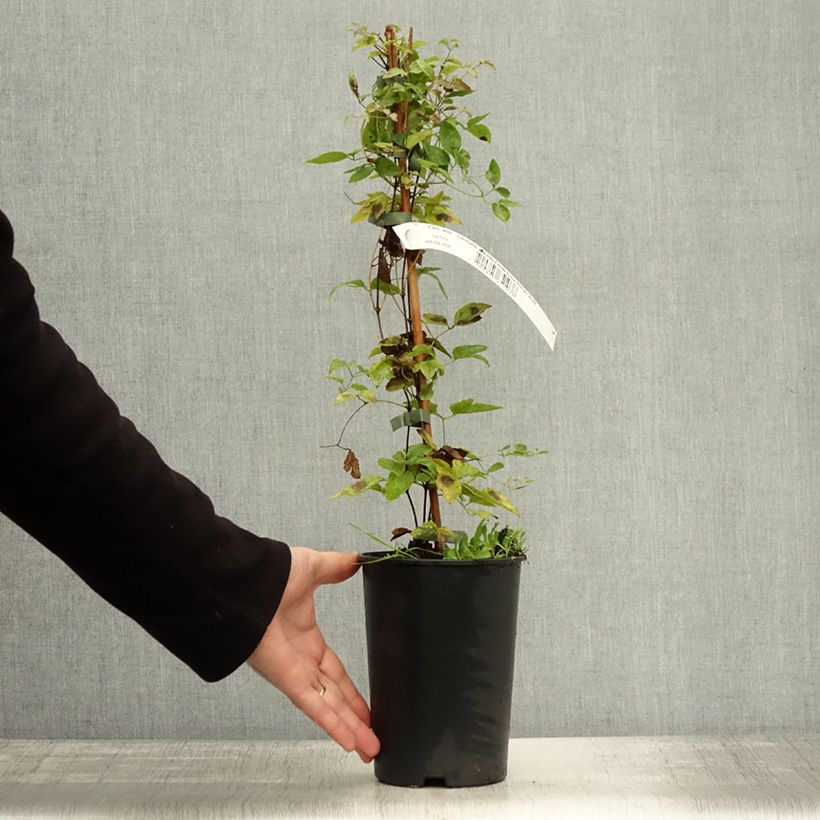 Spécimen de Clématite - Clematis viticella Etoile Rose Pot de 2L/3L tel que livré en automne