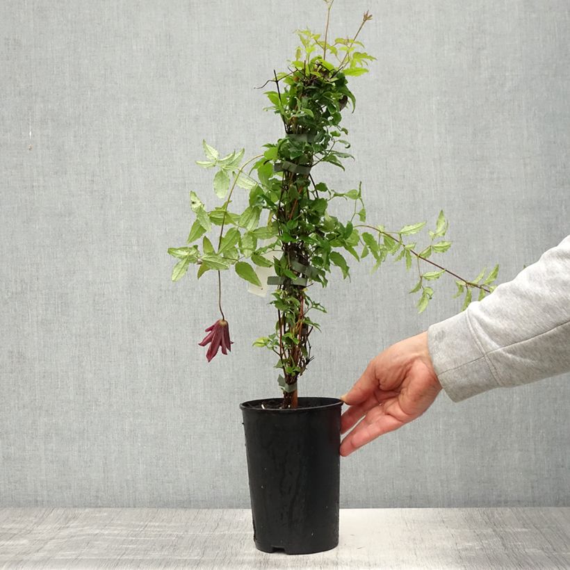 Spécimen de Clématite - Clematis viticella Glorious Day Pot de 1,5L/2L tel que livré au printemps