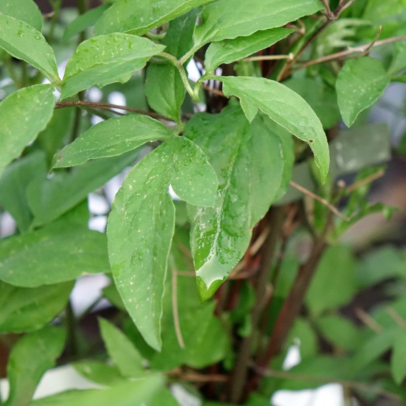 Clématite - Clematis viticella Glorious Surprise (Feuillage)