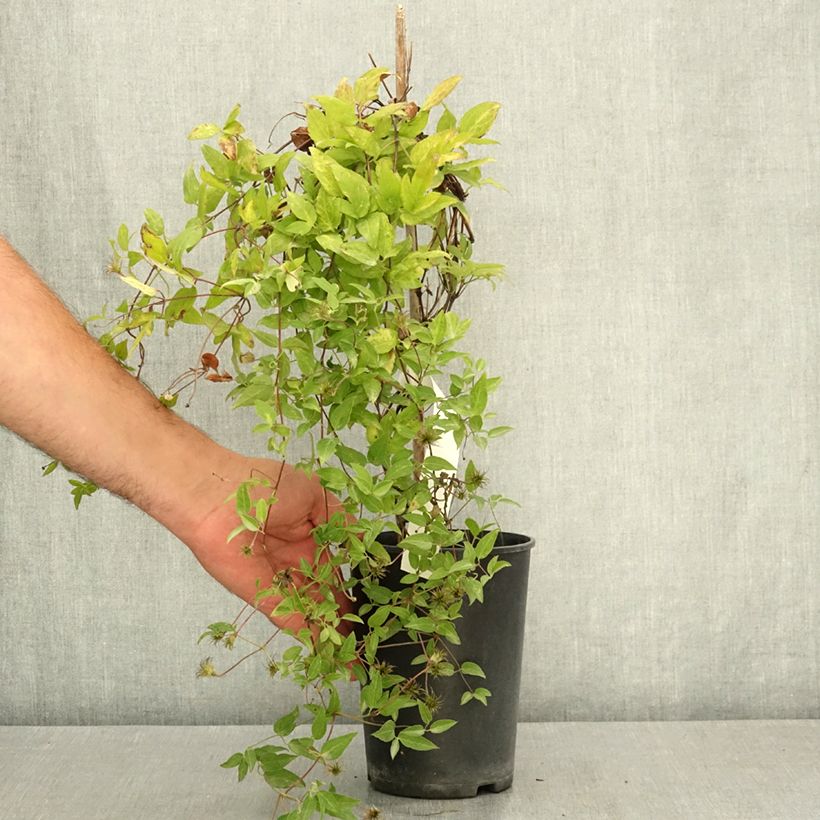 Spécimen de Clématite - Clematis viticella Glorious Surprise Pot de 2L/3L tel que livré en été