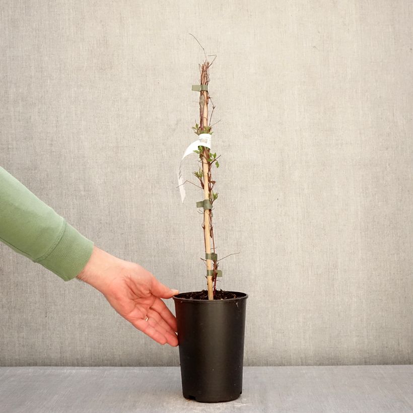 Spécimen de Clématite - Clematis viticella Glorious Surprise Pot de 2L/3L tel que livré en hiver