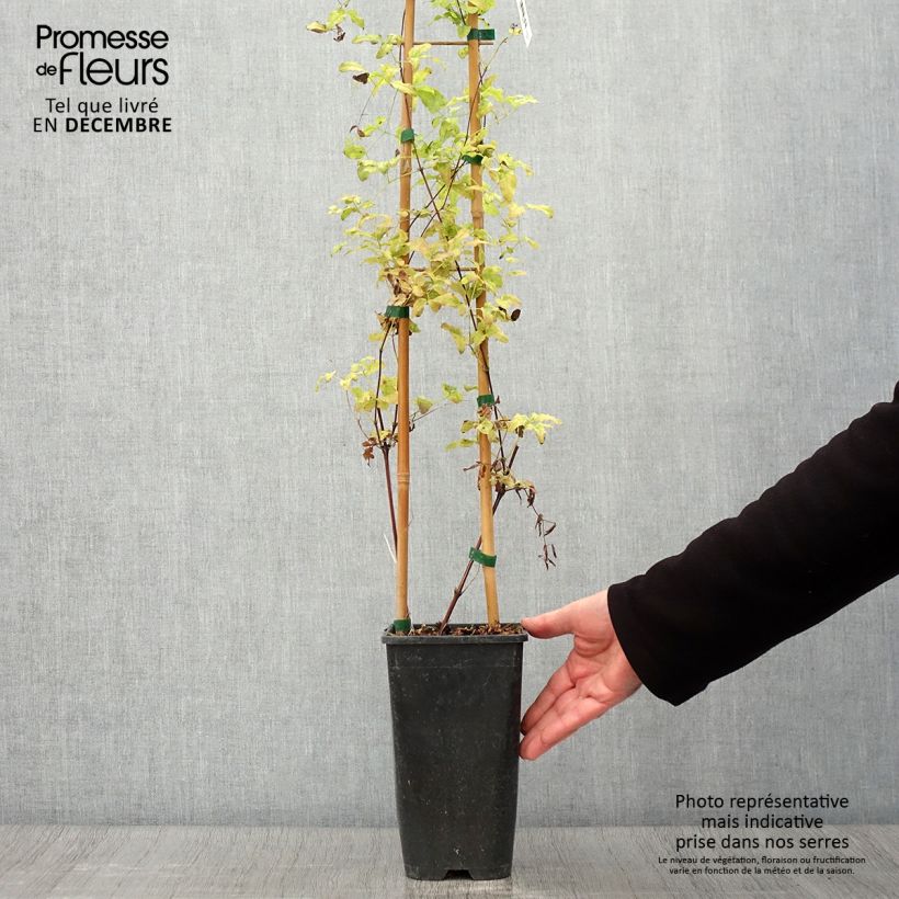 Spécimen de Clématite - Clematis viticella Pink Mink (Krakowiak) Pot de 3L/4L tel que livré en automne