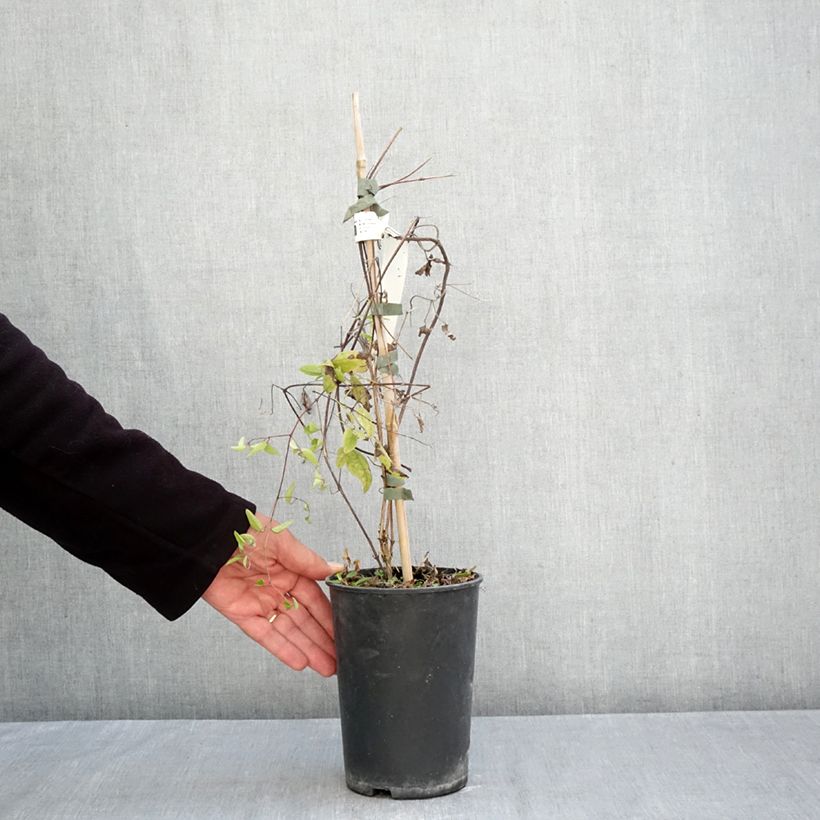 Spécimen de Clématite - Clematis viticella Little Nell  Pot de 2L/3L tel que livré en automne