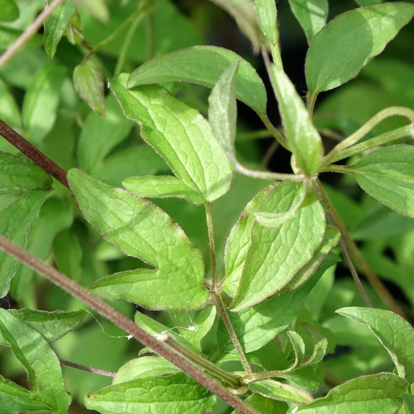 Clématite - Clematis viticella Sunny Sky (Feuillage)