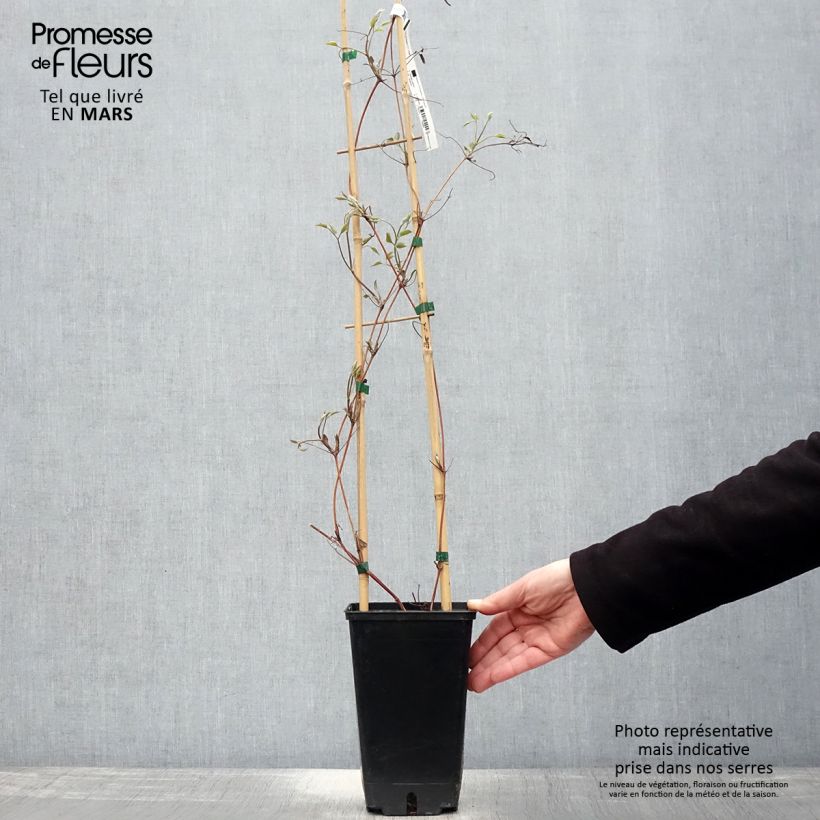 Spécimen de Clématite Hayate Pot de 2L/3L tel que livré au printemps