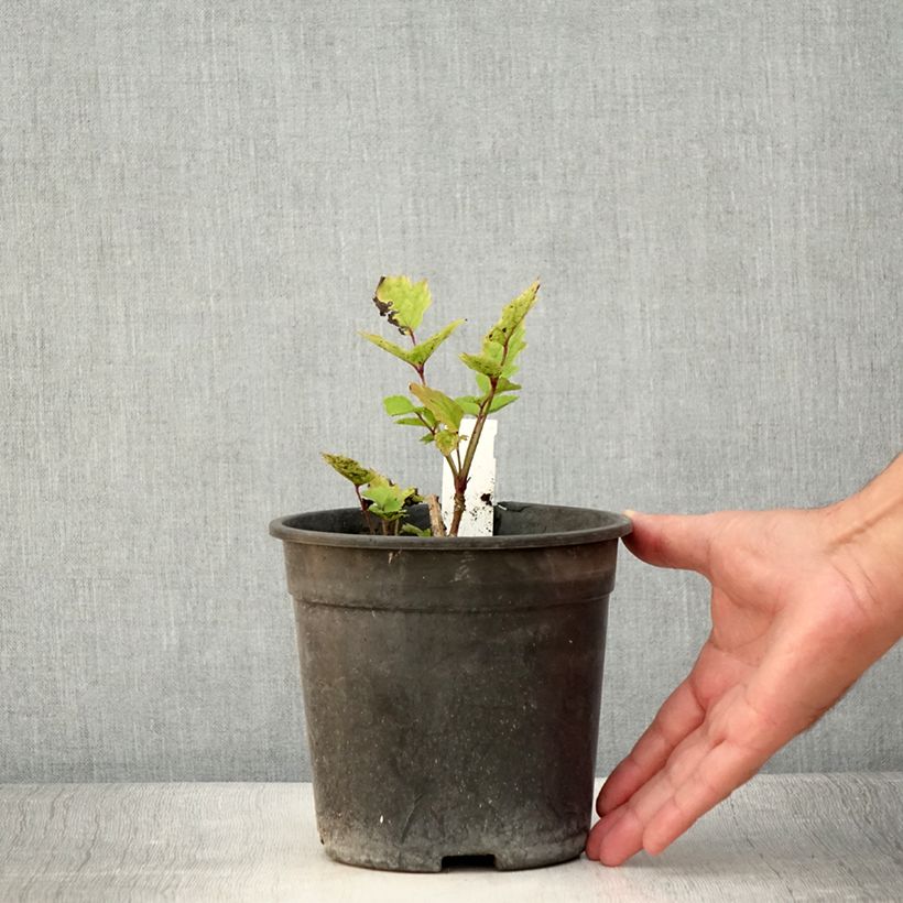 Spécimen de Clématite herbacée - Clematis heracleifolia China Purple Pot de 2L/3L tel que livré en été