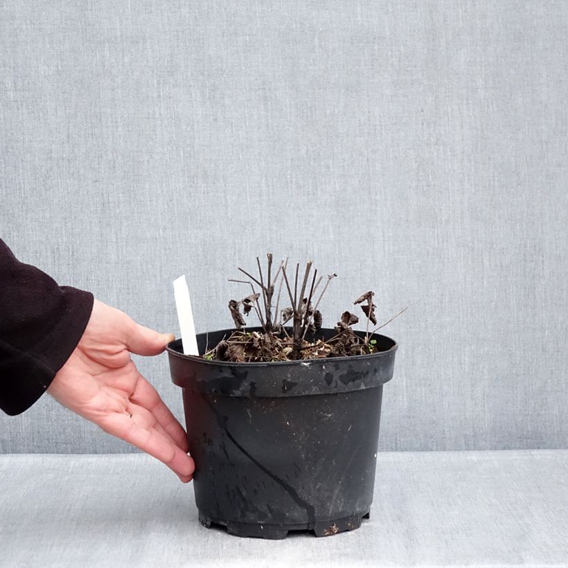 Spécimen de Clématite herbacée - Clematis heracleifolia China Purple Pot de 2L/3L tel que livré en hiver