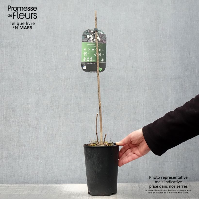 Spécimen de Clématite Herbacée Recta Purpurea Pot de 2L/3L tel que livré au printemps