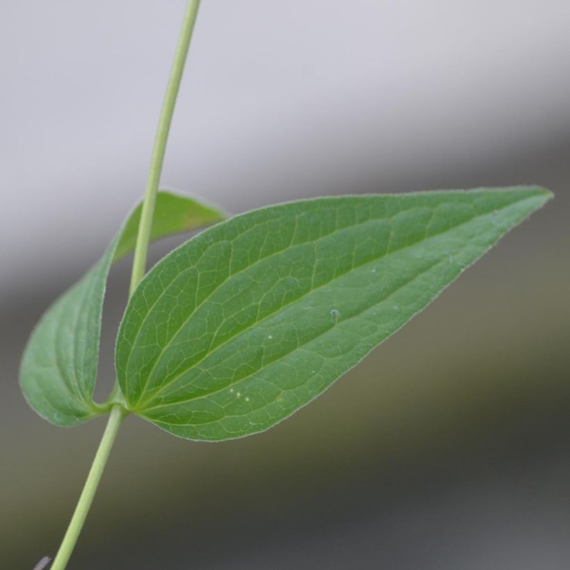 Clématite - Clematis integrifolia Alba (Foliage)