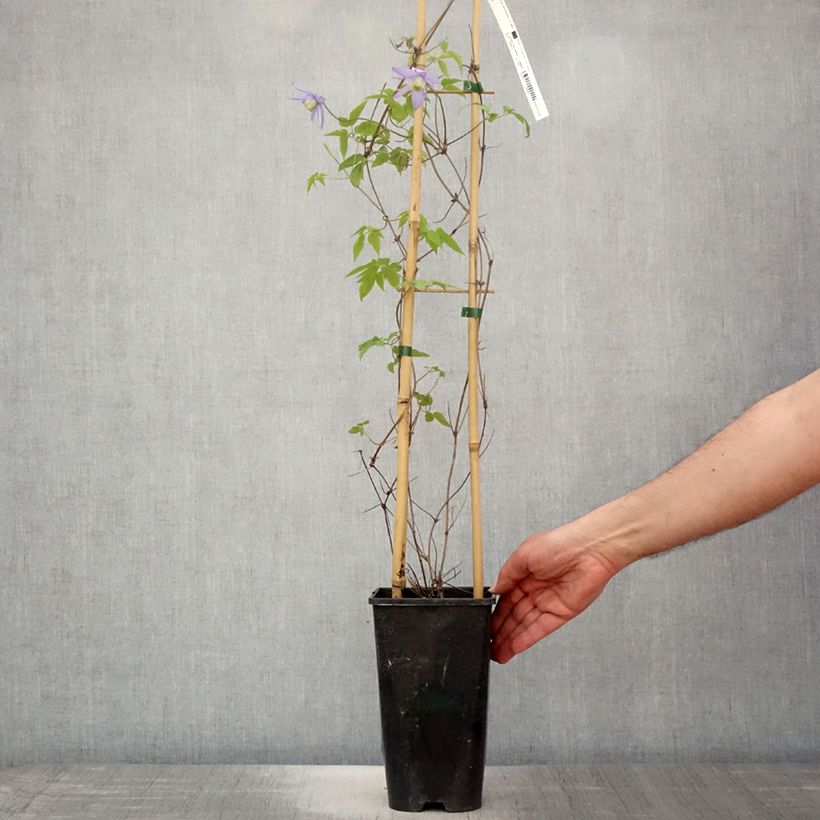Spécimen de Clématite macropetala Pot de 3L/4L tel que livré au printemps