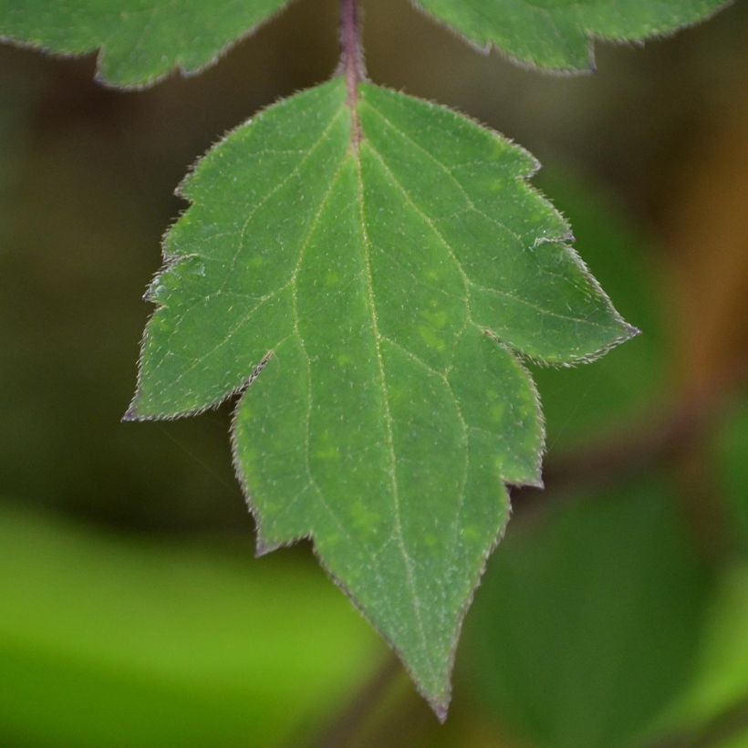 Clématite - Clematis montana Giant Star (Foliage)