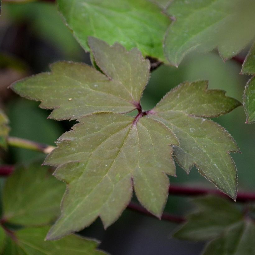 Clématite - Clematis montana Sans Soucis (Foliage)