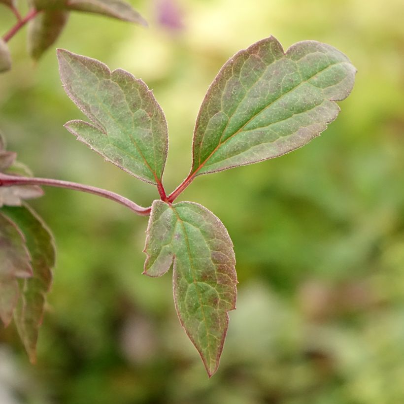 Clématite montana Starlet White Perfume (Feuillage)