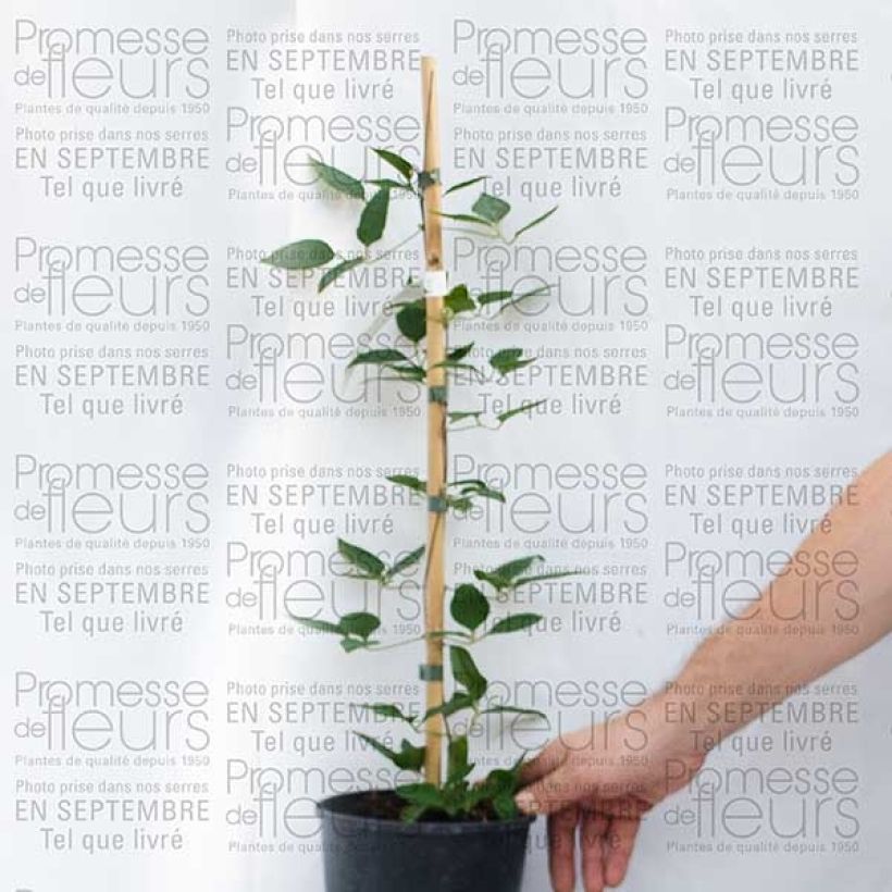 Exemple de spécimen de Clématite - Clematis Prinsesse Alexandra Pot de 2L/3L tel que livré