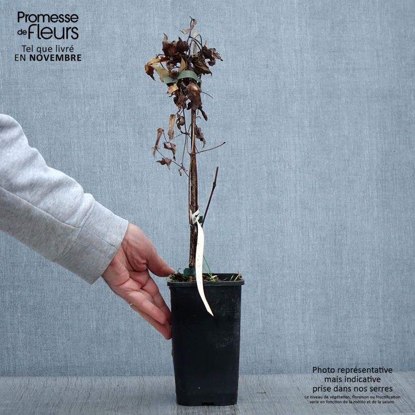 Spécimen de Clématite viticella Polish Spirit Pot de 1,5L/2L tel que livré en automne