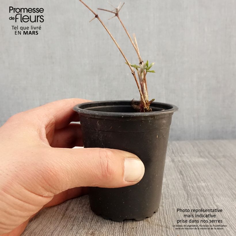 Example of Clématite viticella Purpurea Plena Elegans  Godet de 8/9 cm as you get in printemps