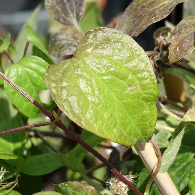 Clématite Wildfire (Feuillage)