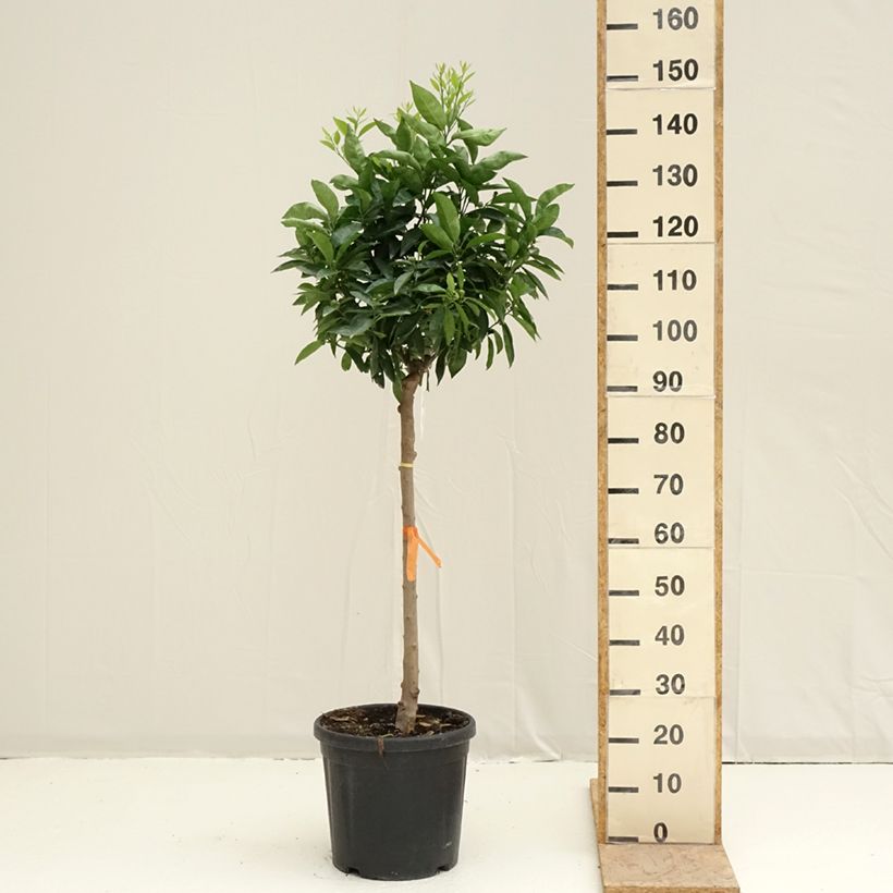 Spécimen de Clémentinier - Citrus clementina Pot de 18L/20L, Demi-Tige, Tige de 90 cm 8/10 tel que livré au printemps