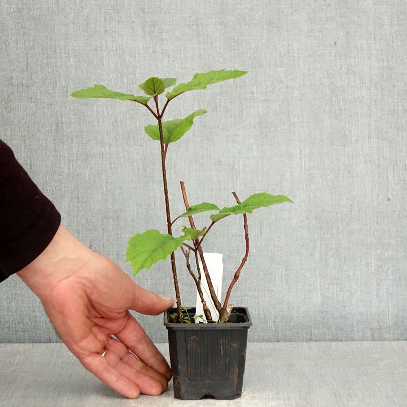 Spécimen de Clerodendrum bungei - Clérodendron de Bunge Godet de 8/9 cm tel que livré au printemps