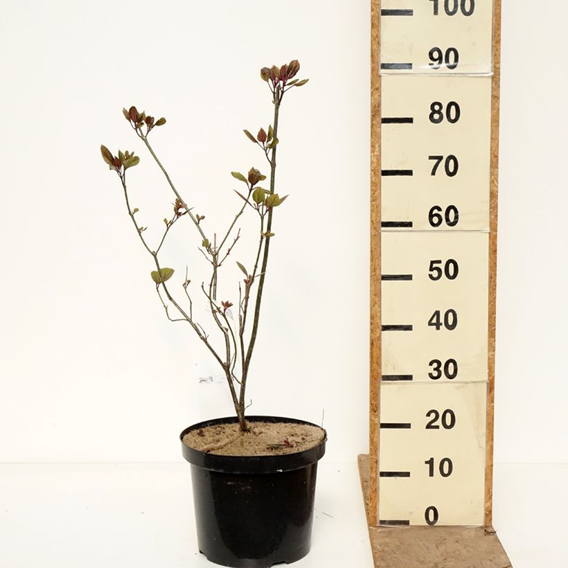 Spécimen de Clerodendrum bungei - Clérodendron de Bunge Pot de 7,5L/10L tel que livré au printemps
