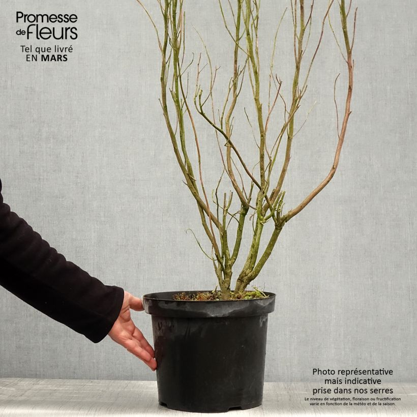 Spécimen de Clethra alnifolia Anne Bidwell Pot de 7,5L/10L tel que livré au printemps