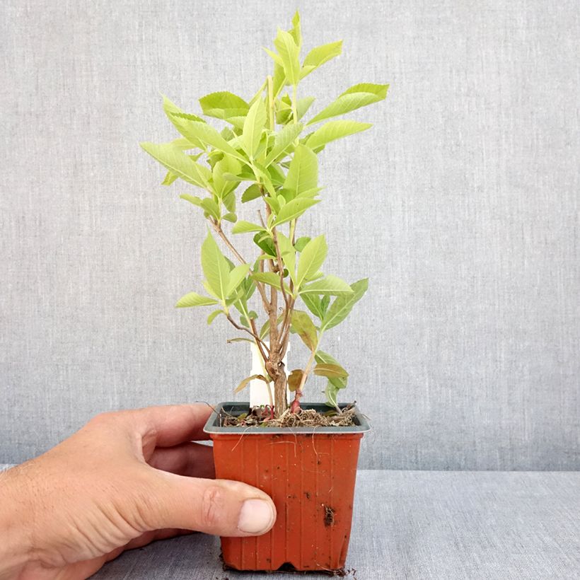 Spécimen de Clethra alnifolia Godet de 8/9 cm tel que livré au printemps