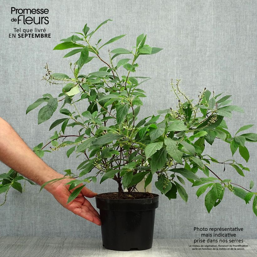 Spécimen de Clethra alnifolia Hummingbird Pot de 3L/4L tel que livré en automne